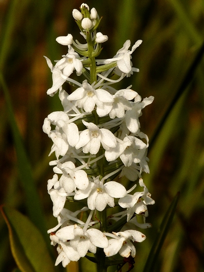{Platanthera nivea}